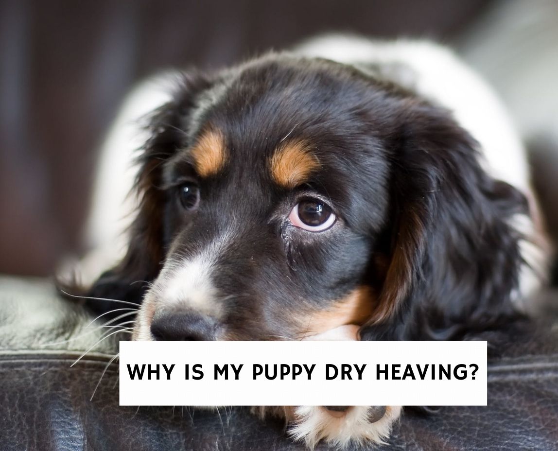 Why is My Puppy Dry Heaving?