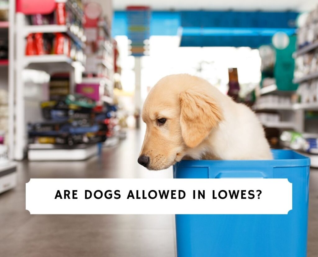 Are Dogs Allowed in Lowe's? Dog Policy & Info! (2023) We Love Doodles