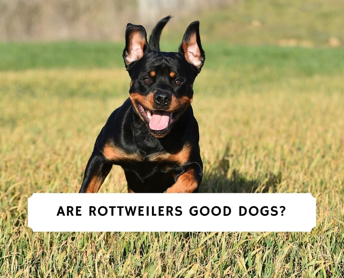 Are Rottweilers Good Dogs? 4 Misconceptions (2023) - We Love Doodles