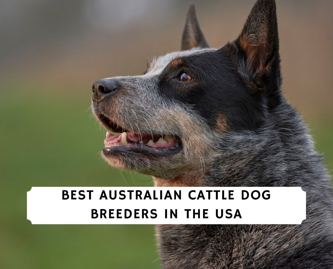 what is the best dog for working cattle