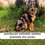 Australian Shepherd German Shepherd Mix Guide