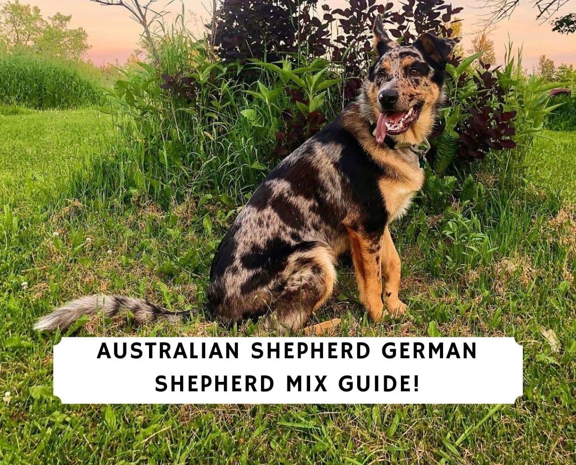 are australian shepards smaller than german shepherd