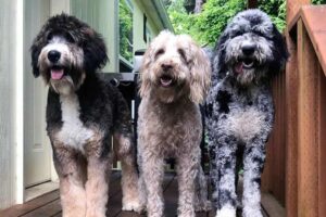 large doodle dog breeds