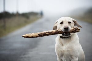 Be Careful With Sticks 