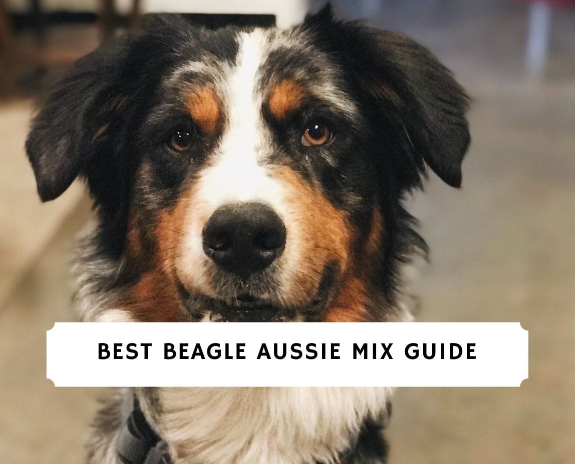 Stikke ud Squeak klog Beagle Aussie Mix Breed Information, Facts, Images! (2023) - We Love Doodles