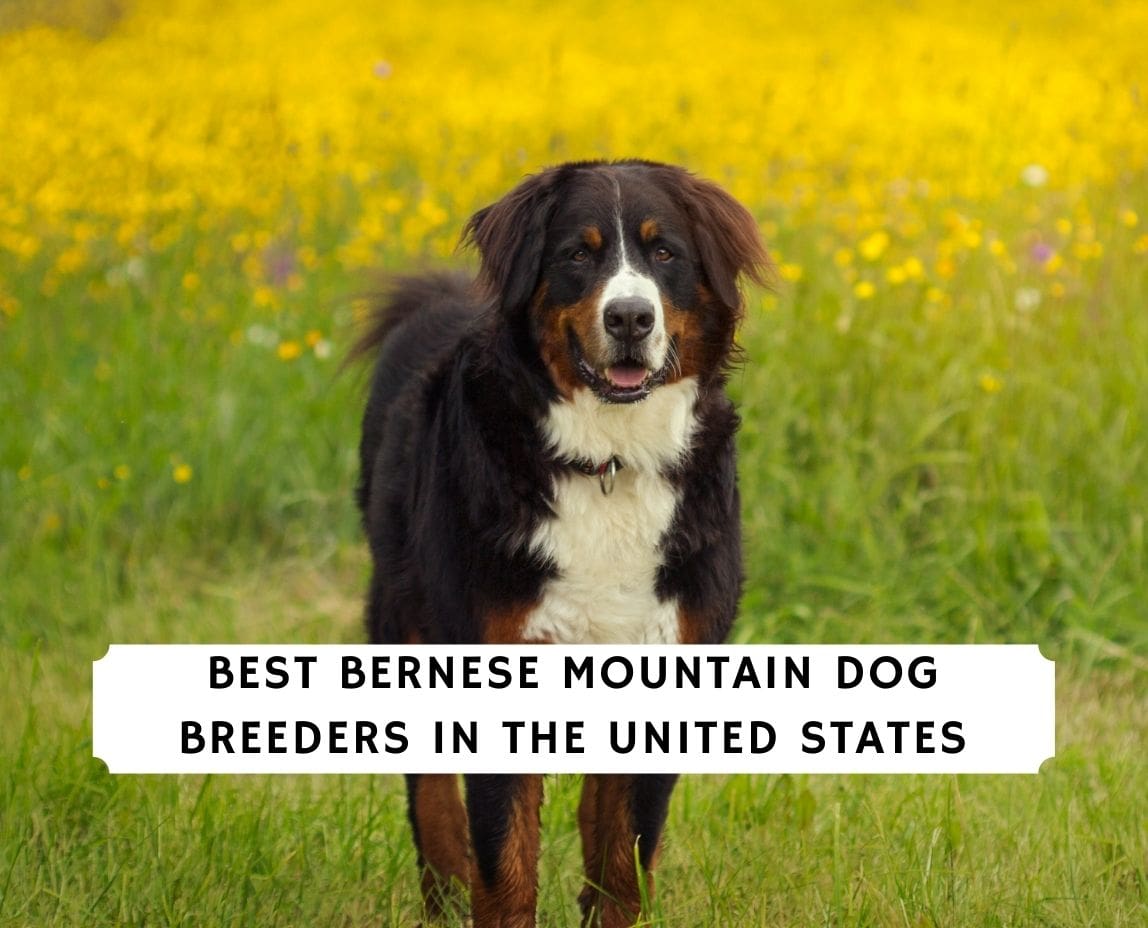 7 Best Bernese Mountain Dog Breeders! (2023) - We Love Doodles