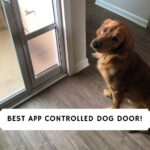Best App Controlled Dog Door