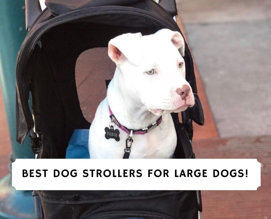 big dog stroller