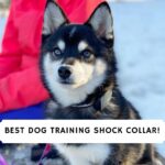Best Dog Training Shock Collar