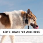 Best E-Collar for Large Dogs