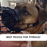 Best Muzzle for Pitbulls