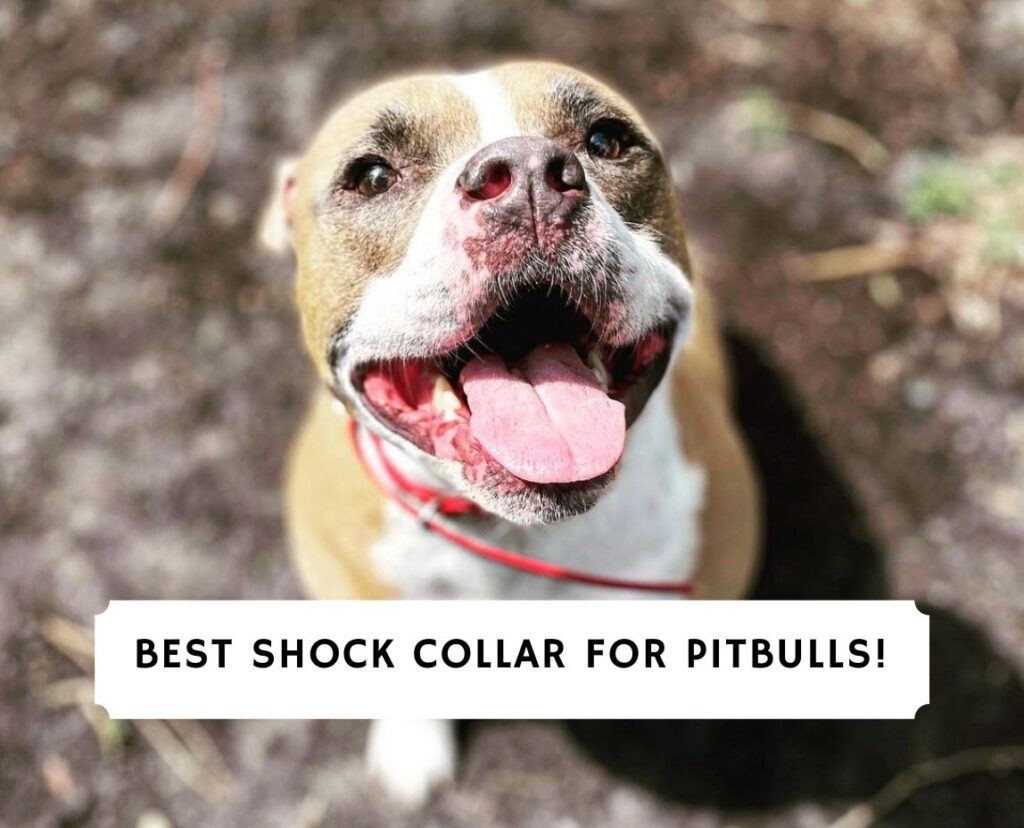 Best Shock Collar for Pitbulls Top 5 Picks! (2024) We Love Doodles