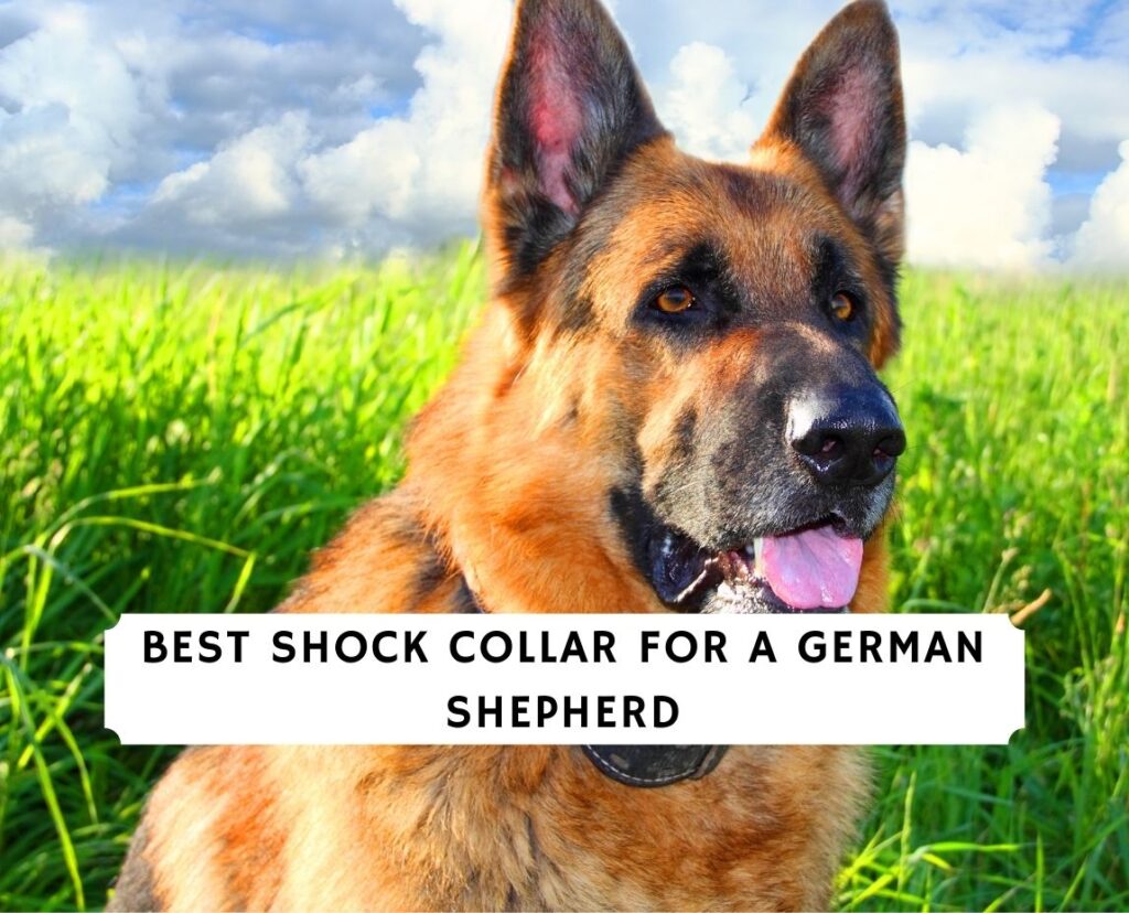 best dog training collar for german shepherd