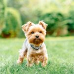 Best Training Collar for Small Dogs