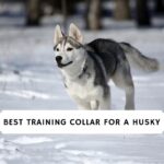 Best Training Collar for a Husky