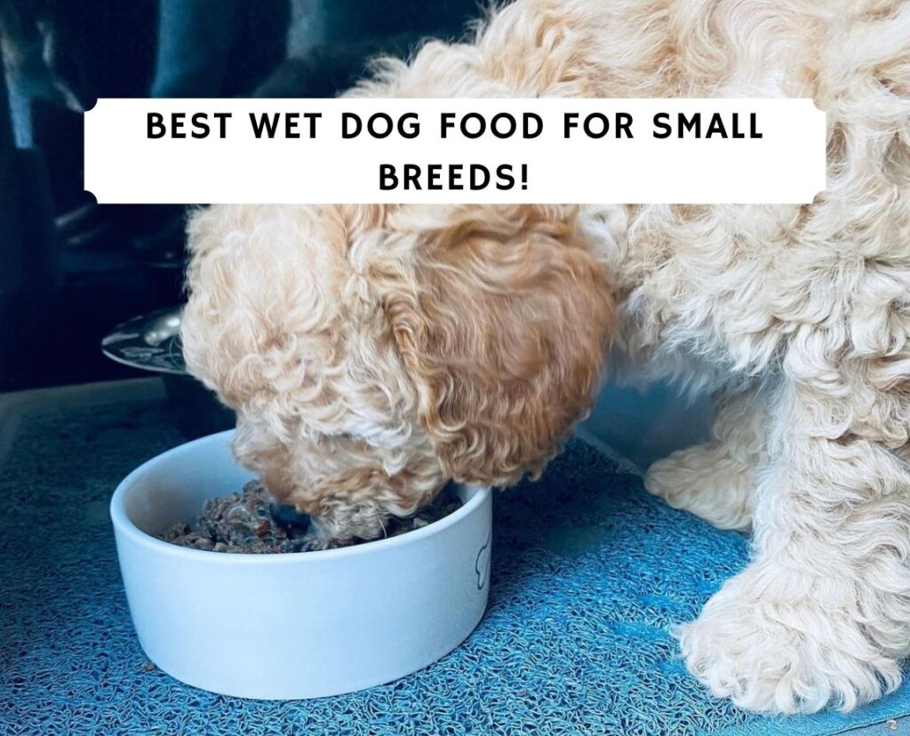 what is the best food for small breed puppies