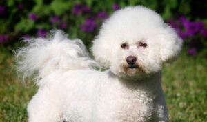 Bichon Frise