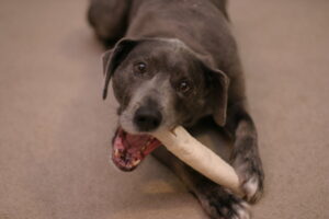 are pork steak bones safe for dogs