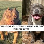 Bulldog vs Pitbull - What are the differences_