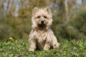 9 Best Cheap Hypoallergenic Dogs!