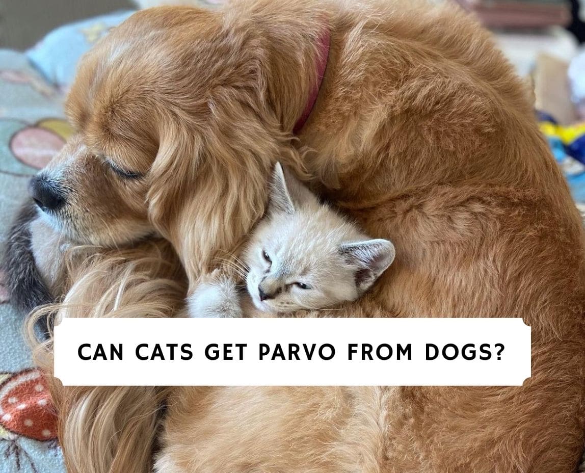 Can cats contract deals parvo from dogs