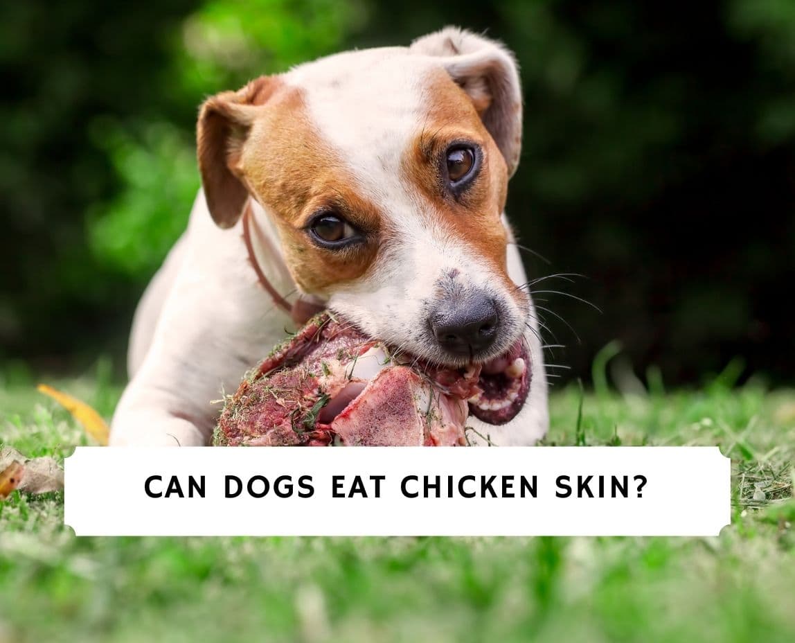 what happens if a dog eats a chicken bone