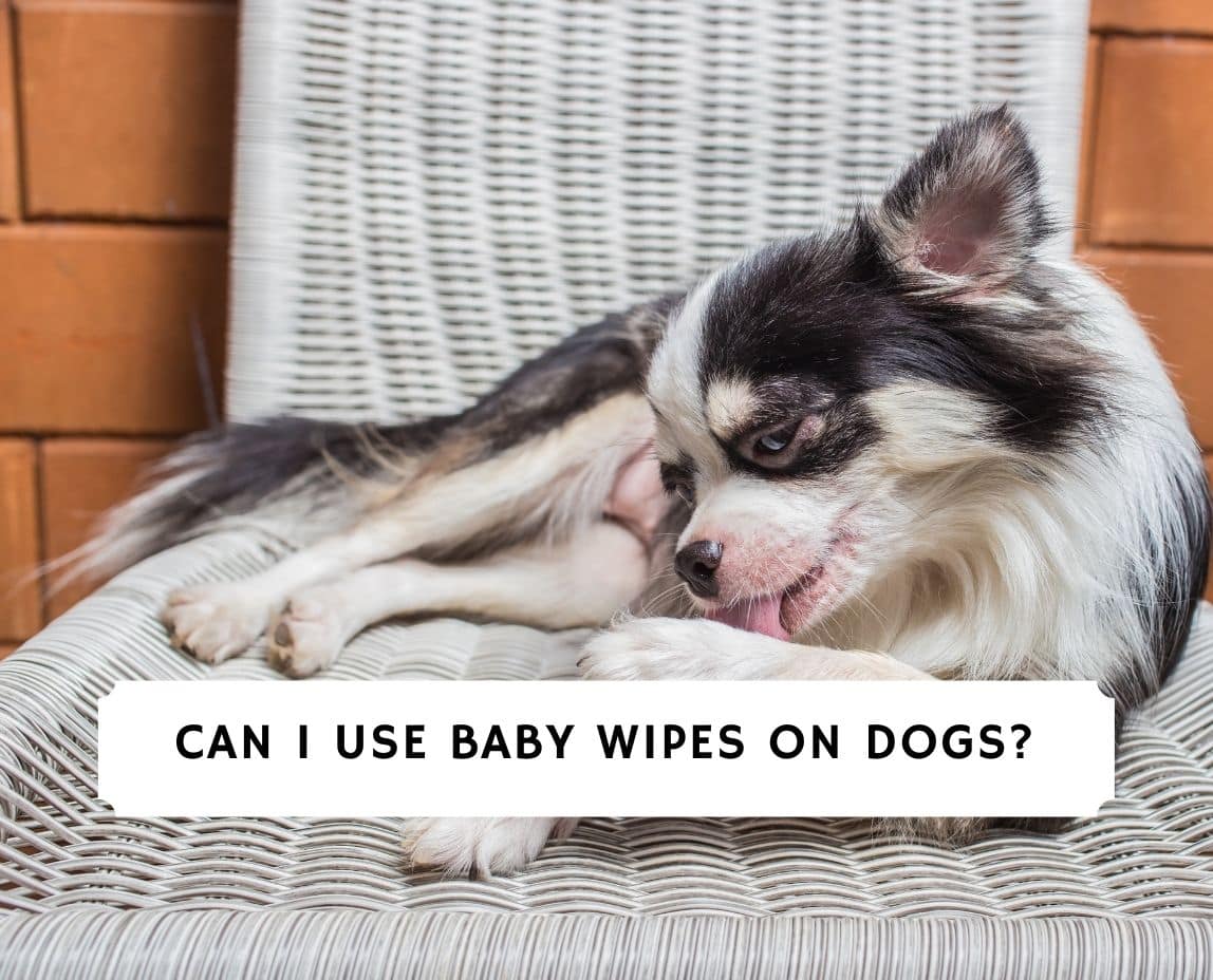 can you use sensitive baby wipes on dogs