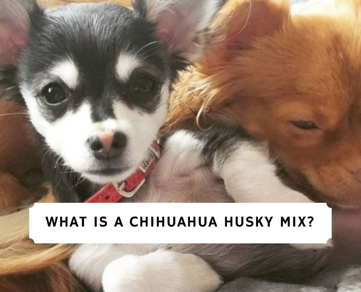 are huskies safe around chihuahuas