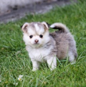 What is a Chihuahua Husky Mix?