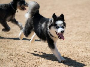 are huskies safe around chihuahuas