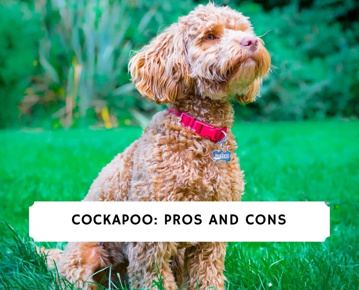 Cockapoo Pros And Cons What To Expect 2021 We Love Doodles