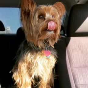 are yorkie poos hypoallergenic