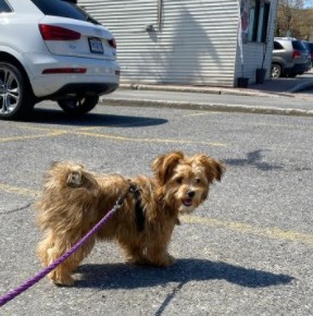 do puppies poop more than adults