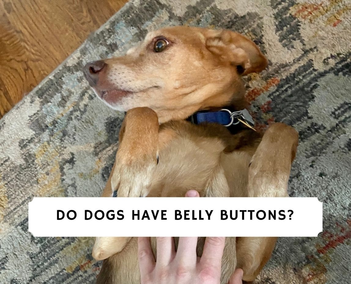 can puppies have outie belly buttons