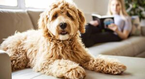 Do labradoodles 2024 shed hair