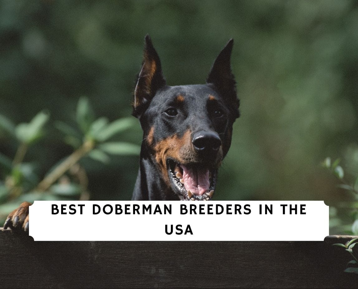 does your doberman love you