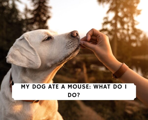 My Dog Ate A Mouse What Do I Do 2024 We Love Doodles my-dog-ate-a-mouse-what-do-i-do-2024-we-love-doodles