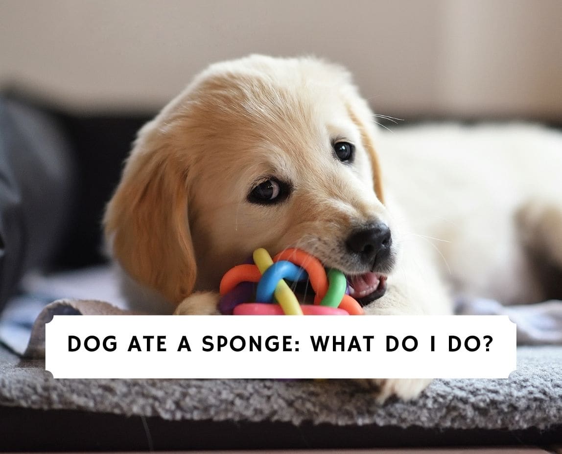 Dog Ate A Sponge: What Do I Do? (2023) - We Love Doodles