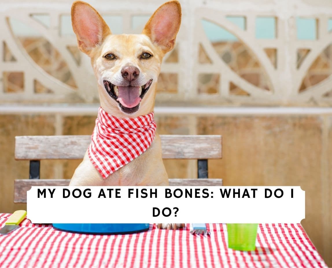 Dog ate 2024 fish bone