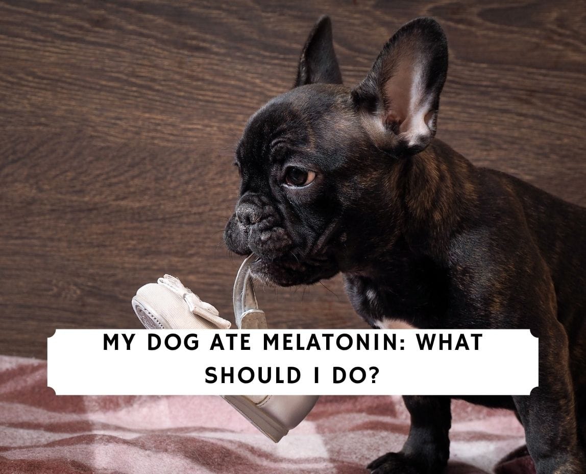 can you give a dog melatonin and benadryl together