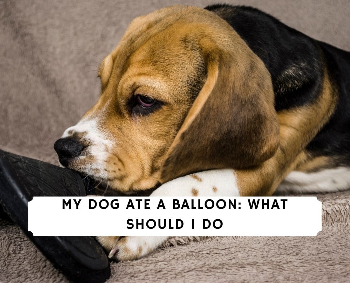 are balloons safe for dogs