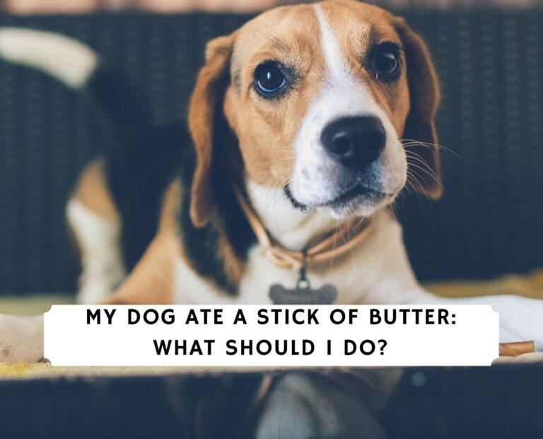 Dog Ate a Stick of Butter