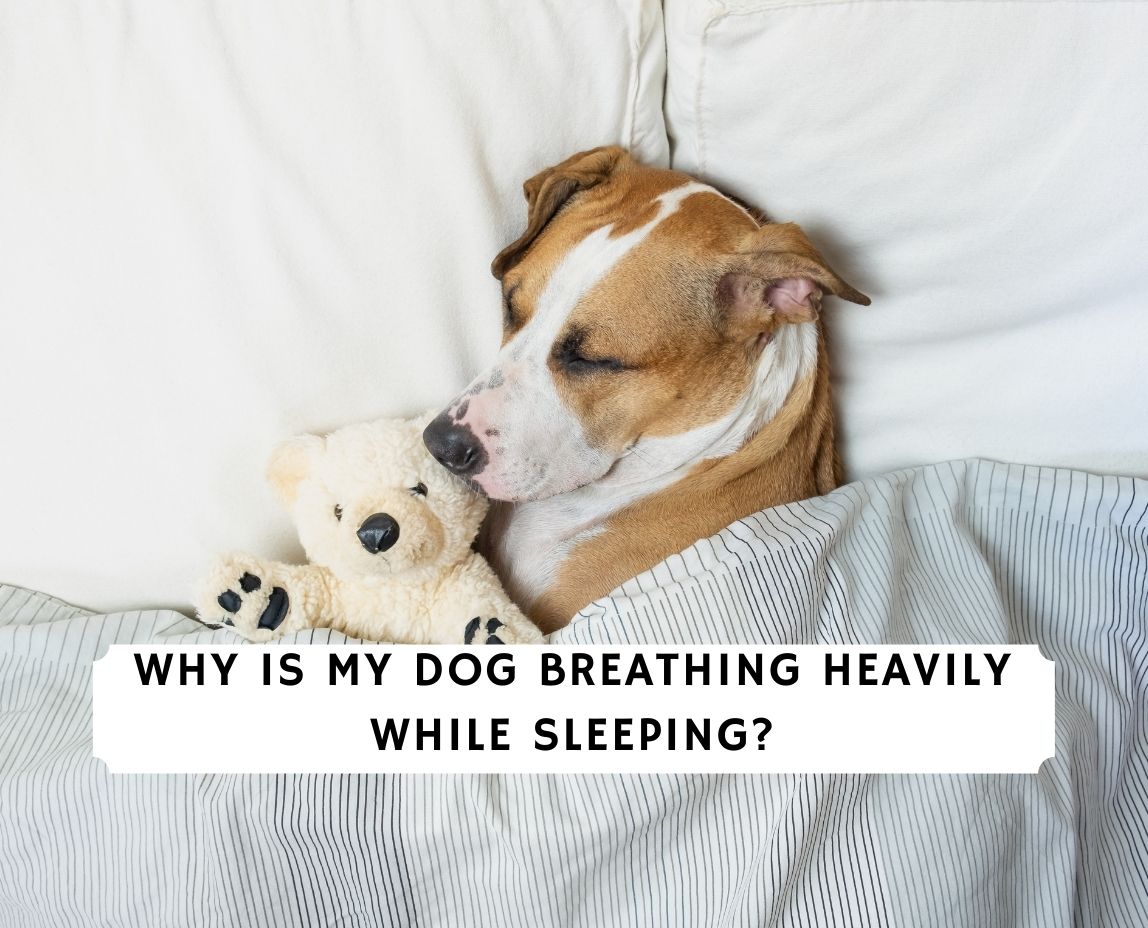 Why Is My Dog Breathing Heavily While Sleeping? (2024) We Love Doodles