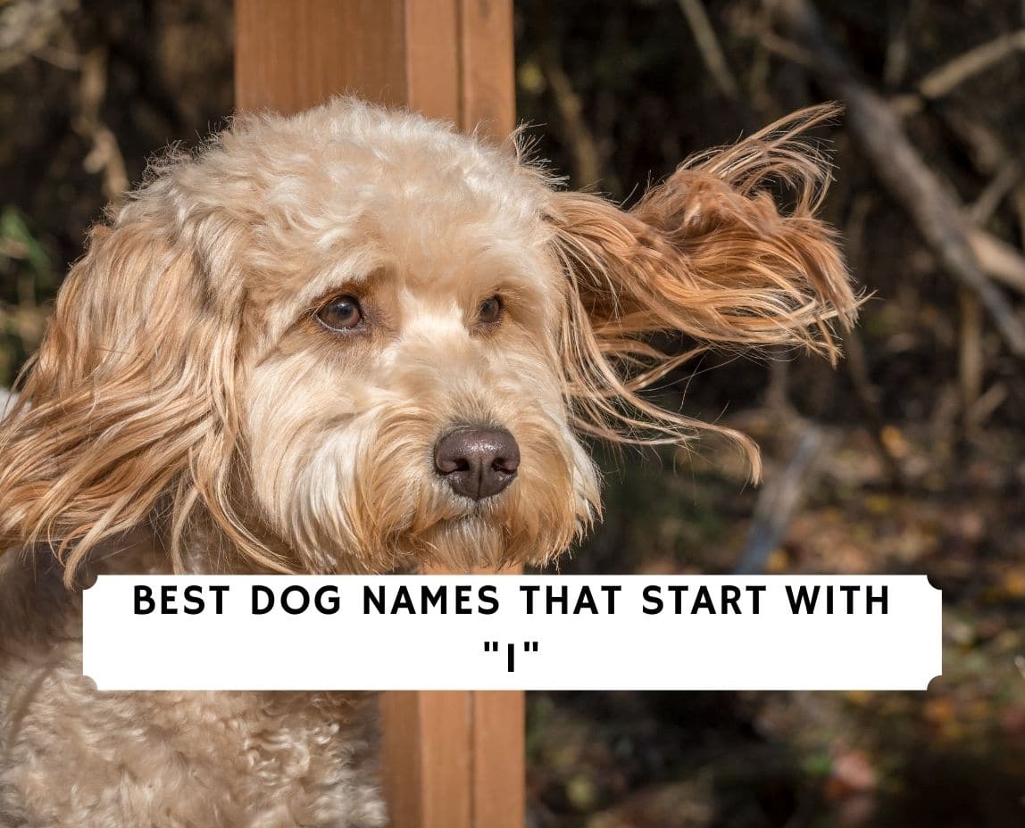 22-best-dog-names-that-start-with-i-2023-we-love-doodles