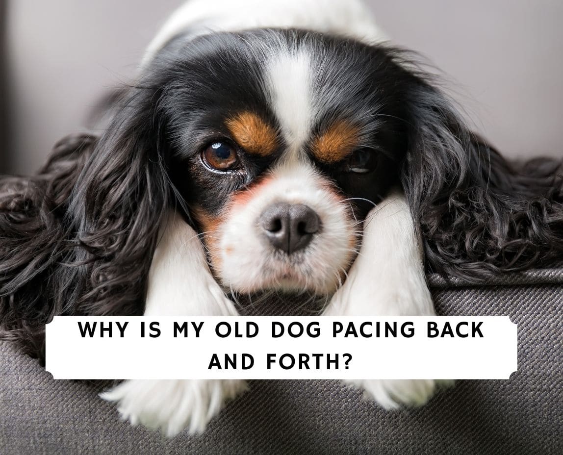 why do dogs pace back and forth at night