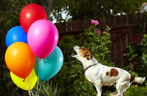 My Dog Ate a Balloon: 4 Things You Should Do (2022) - We Love Doodles