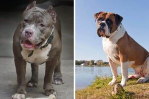 are bulldogs and pitbulls related