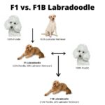 F1 vs F1B Labradoodle