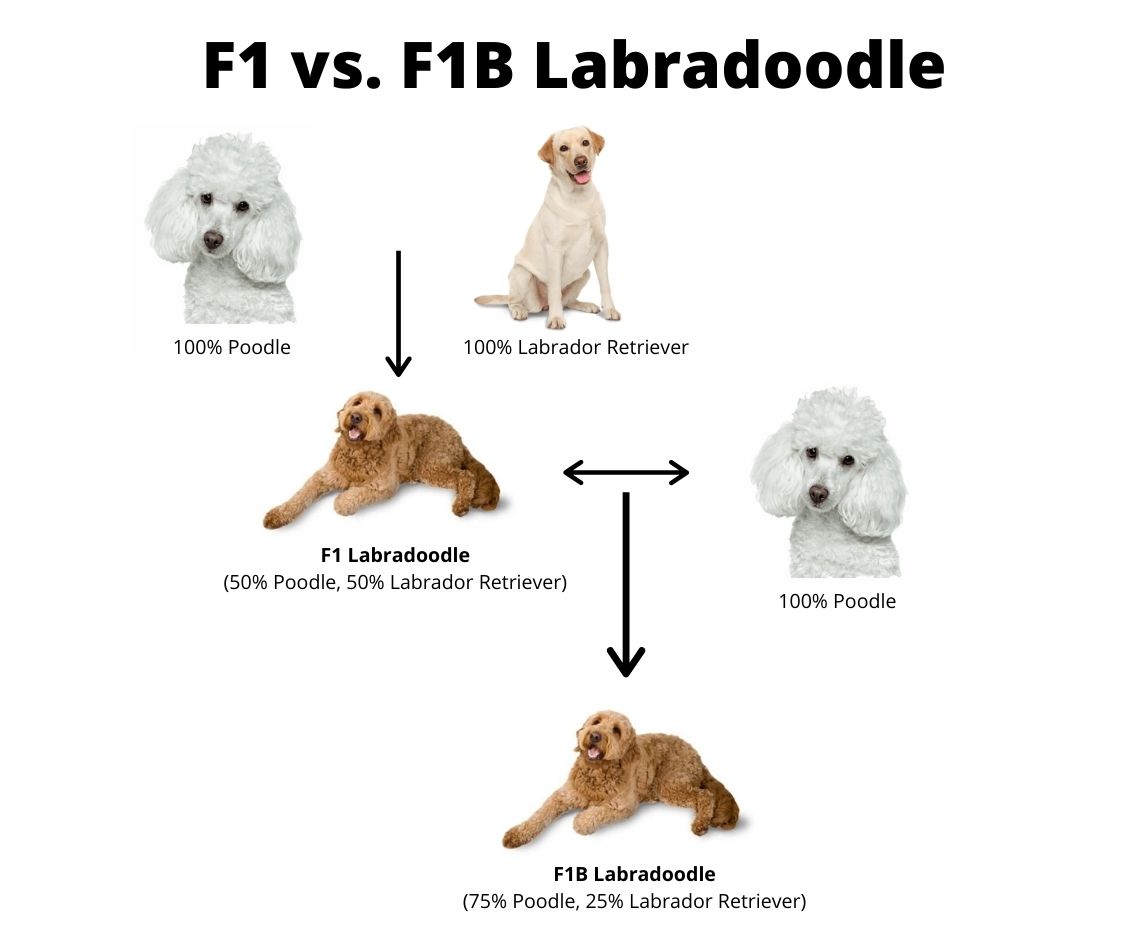 F1 best sale labradoodle size