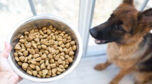 Feeding Your German Shepherd Healthy Snacks 